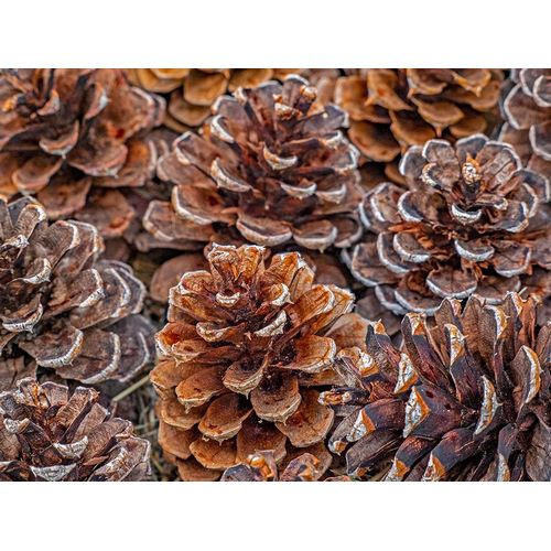 Gulin, Sylvia 아티스트의 USA-Washington State-Table Mountain eastern Cascade Mountains Ponderosa Pine cones작품입니다.